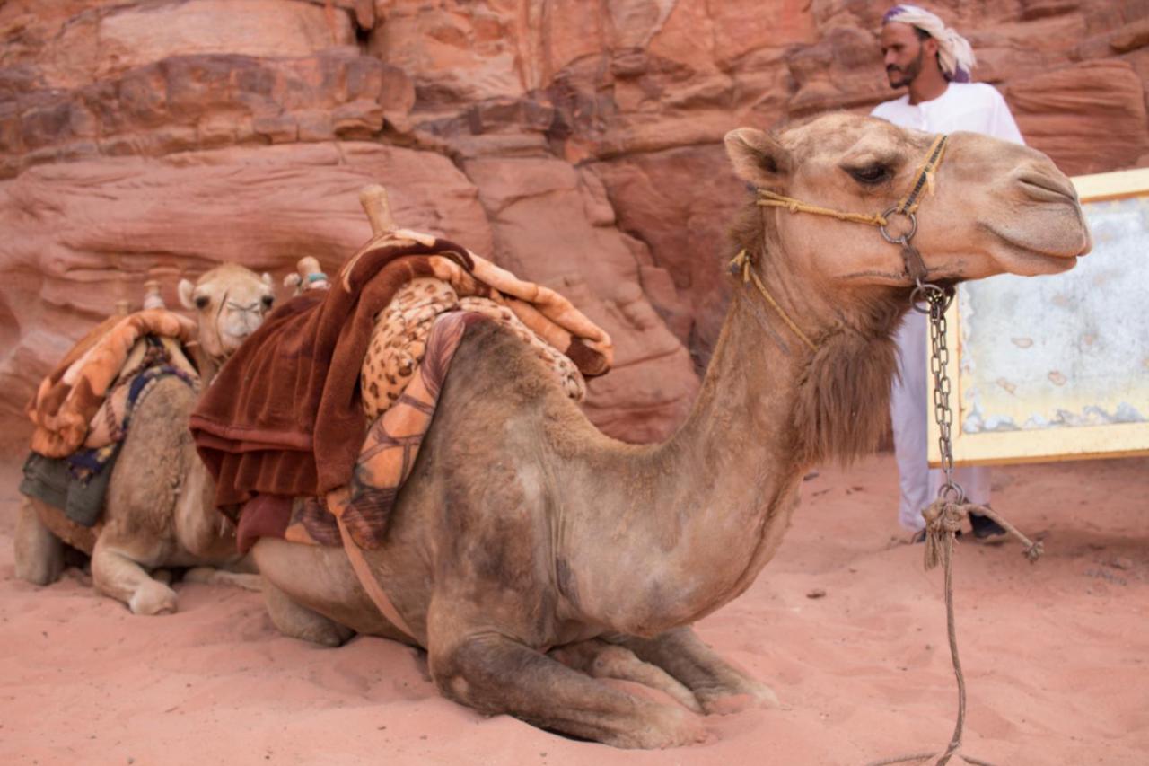 Wadi Rum Desert Home Exteriör bild