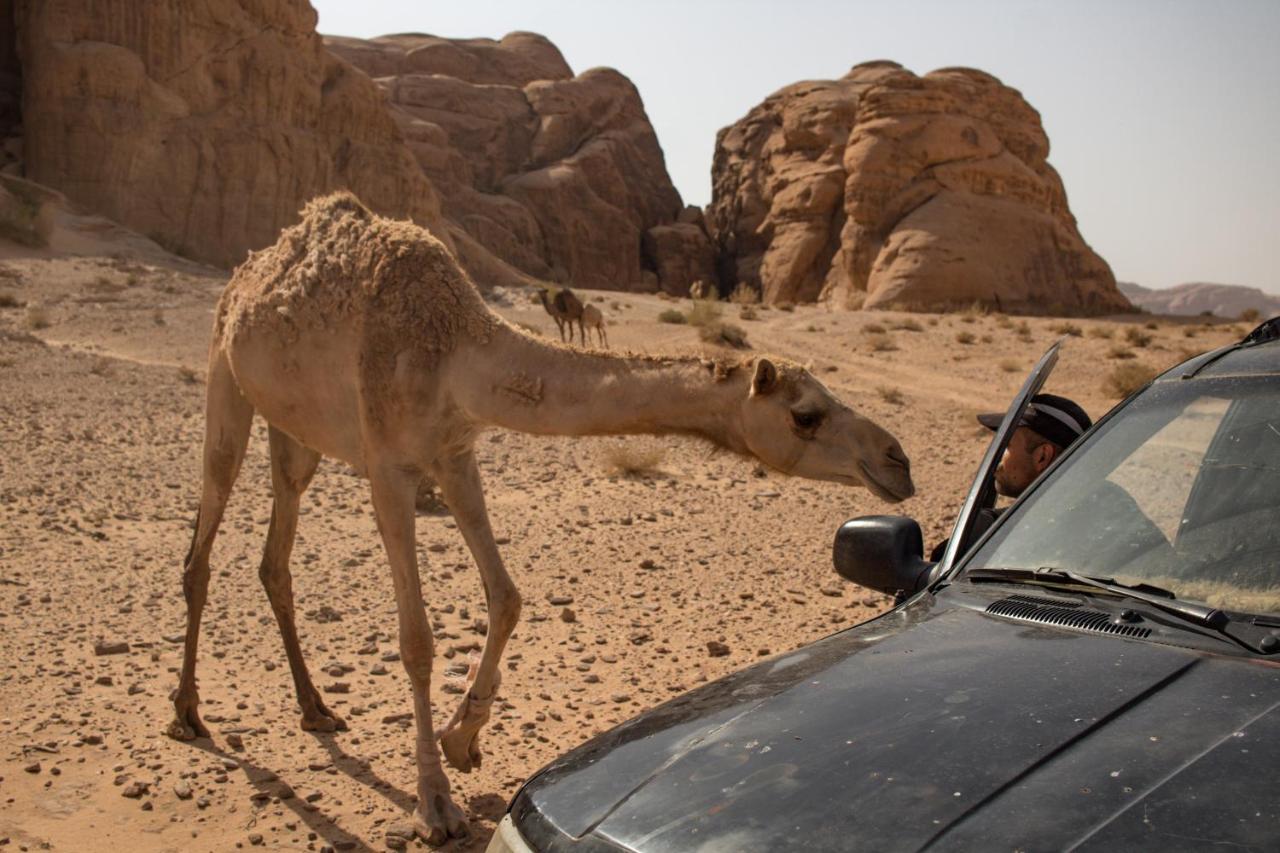 Wadi Rum Desert Home Exteriör bild